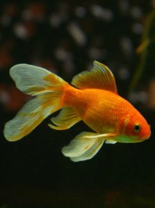 Orange fish