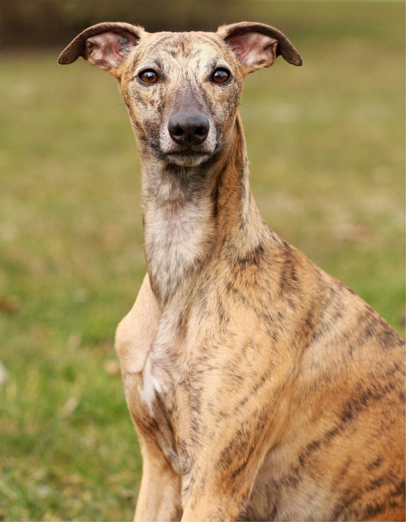 Whippet vs Greyhound vs Italian Greyhound A Speedy Comparison