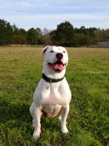 Smiling dog