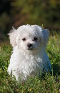 Small white dog