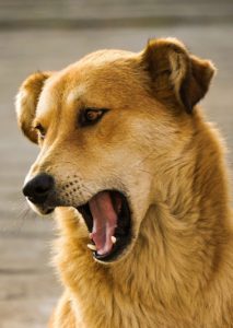 A dog with its mouth open barking