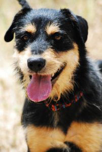 Dog with tongue out