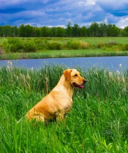 Golden labrador