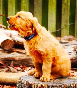 A puppy howling