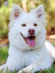 A cute white dog