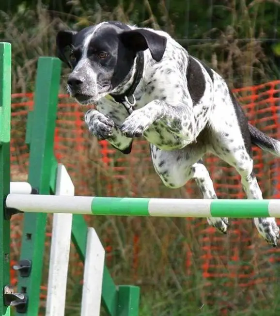 A dog jumping over a gate