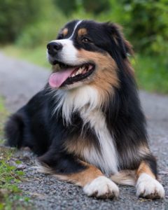 Long haired dog