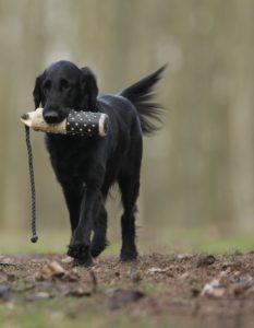 A dog with a toy in its mouth