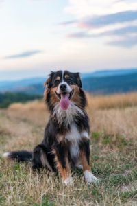 Smiling dog