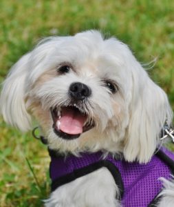 A small white dog