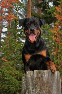 A rottweiler