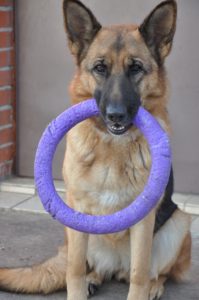 A german shepherd