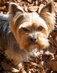 Small brown dog