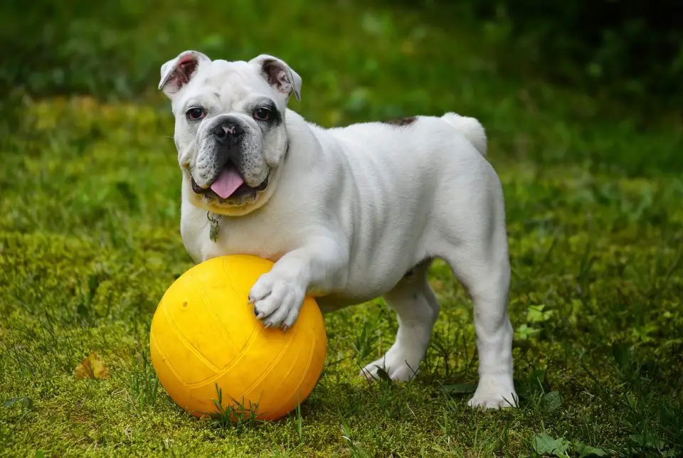 A dog with a ball
