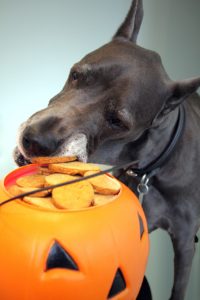 dog eating treats