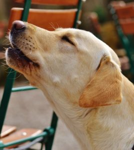 Dog howling