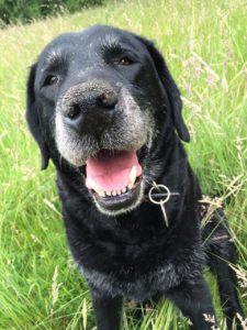 Smiling old dog