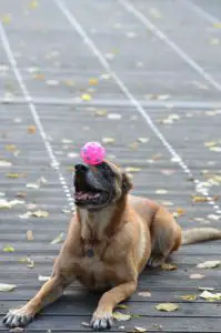 Dog doing a trick