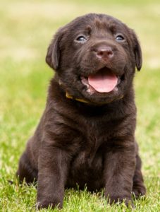 Chocolate Labrador