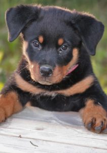 Cute puppy