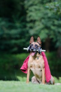 A dog doing a trick