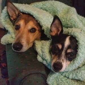 Two dogs in a blanket