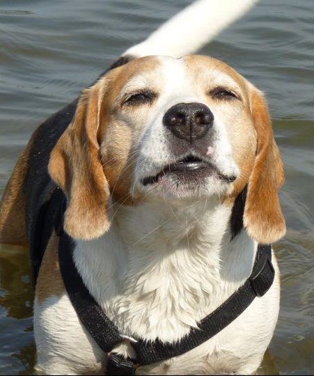 A beagle in the water