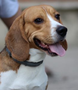 A beagle 