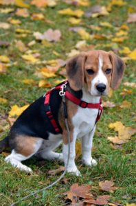 beagle shedding how much do beagles shed