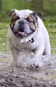 dog splashing in water