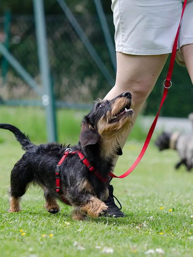 What are the Best Dog Harnesses for Dachshunds? Top 5 Picks (2019)