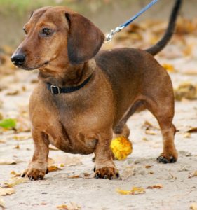 dachshund