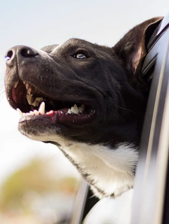 What Are The Best Pets For Depression & Anxiety? Pets & Mental Health