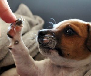Jack Russell giving a high five