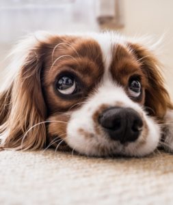 A dog begging