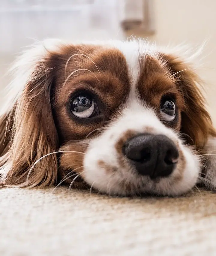 How to Teach Your Dog to Climb Up and Down Stairs A Dog's First Steps!