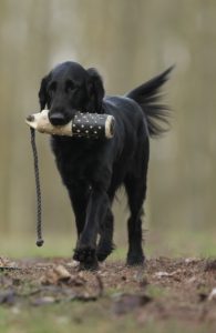 A dog being trained