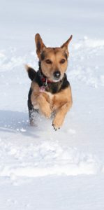 Dog bounding around in snow