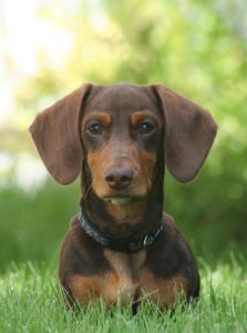 dachshund