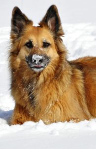 A dog that may need snow boots