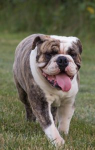 A dog with its tongue out