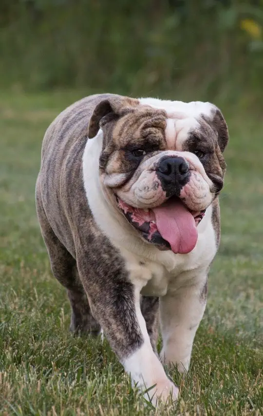 The Best Chews for English Bulldogs? Keep Your English