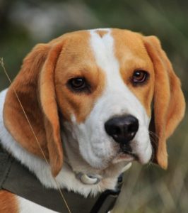 beagle shedding how much do beagles shed