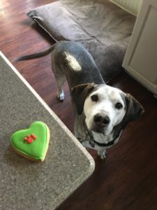 A dog waiting for a treat