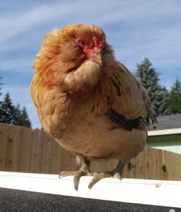 A chicken