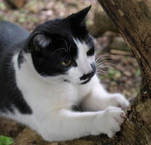 A black and white cat