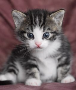 A kitten