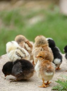 Chicks