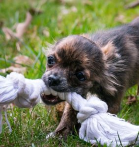 Dog with a toy