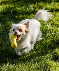 A dog running with a toy